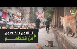 لبنانيون يتخلصون من قططهم