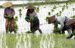 ارتفاع أسعار الأرز عالمياً لأعلى مستوى في 7 سنوات