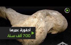 اكتشاف أحفورة عمرها 700  ألف سنة في الأرجنتين