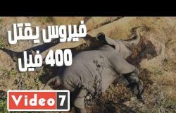 ديلي ميل : فيروس غامض يقتل 400 فيل بأفريقيا ومخاوف من انتقاله للبشر