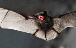 خطوة قد تقود لعلاج لـ "كوفيد-19".. كيف تفلت الخفافيش من الفيروسات؟