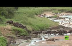 لقطات جوية توثق الهجرة الجماعية السنوية للحيوانات البرية من تنزانيا إلى كينيا
