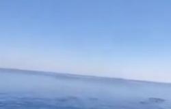 فيديو حَبَس الأنفاس.. مواطن يقفز على ظهر حوت في بحر ينبع ويسبح به!