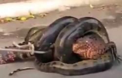 فيديو تقشعر له الأبدان: حية "أناكوندا" تحاول ابتلاع تمساح "قاطور" ضخم