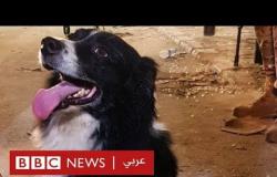 الكلب الذي أصبح بطل لبنان الجديد