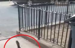 فيديو مخيف.. يوم توحشت الفئران في غياب الإنسان