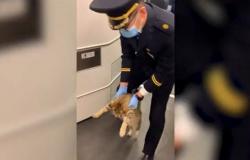 شاهد من الصين.. ما الجرم الذي ارتكبه هذا القط ليُطرد من القطار؟