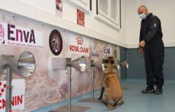 أوروبا.. استخدام الكلاب بدلاً من "المسحة" لمعرفة المصابين بكورونا في المطارات... شاهد التفاصيل