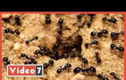 تفاصيل تجارة النمل.. سعر الواحدة يصل لـ3500 جنيه