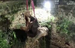 بالفيديو.. إنقاذ فيل سقط في "مكان غريب"