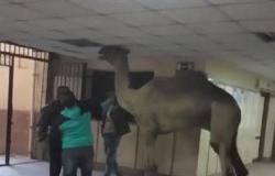 بالفيديو: جمل يقتحم مستشفى في مصر.. ومعاقبة ممرضة