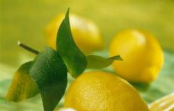 دراسة تكشف العلاقة الغريبة بين الليمون وأجسامنا.. يُحدث مفعولًا نفسيًّا