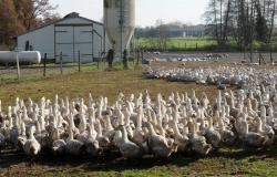 فرنسا تعدم 700 ألف من الطيور الداجنة مع تفشي إنفلونزا الطيور