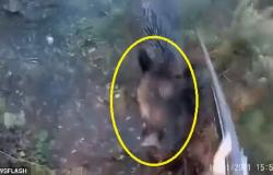 فيديو الصراخ .. أطلقت النار على خنزير فأرغمها على مواجهة مباشرة