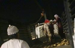 مصادرة الخيول والألعاب الهوائية بحجز جنوب مكة الفرعية