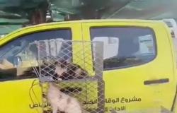 فيديو "جمع القطط الضالة" يتفاعل برد "أمانة الرياض": وفق البروتوكول