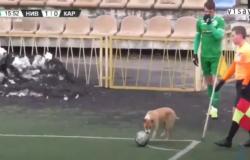 لقطة طريفة.. "كلب" ينفِّذ ركلة ركنية في مباراة بالدوري الأوكراني