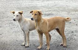 "أمانة مكة": التهجير إحدى طرق التخلص من الكلاب الضالة غير الخطيرة