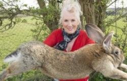 بريطانيا.. سرقة "أضخم أرنب في العالم" ومكافأة لمَن يجده