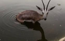 فيديو ارتجاف الغزال.. لحظة غريبة في بحيرة بدبي