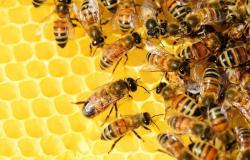 اليوم العالمي للنحل.. المملكة تنتج  5 آلاف طن عسل سنويًا.. وعدد الخلايا مليون طائفة