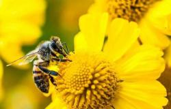 إدمان الكحول عند النحل.. استبعاده من غذائها يرتبط بـ«أعراض انسحابية»