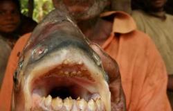 تتغذى على الأعضاء التناسلية للبشر.. علماء البيئة يحذرون السباحين من سمكة ألبيرانا