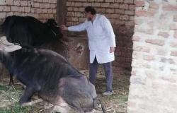 «بيطري الأقصر» : انطلاق الحملة الثانية لتطعيم الماشية ضد الحمى القلاعية والوادي المتصدع
