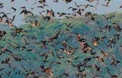 الخفافيش بريئة من نقل كورونا .. دراسة عن مصدر الوباء العالمي