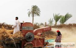 تموين المنيا : استلام 372848 طن قمح من المزارعين