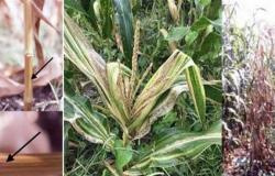 مدير معهد بحوث أمراض النباتات يحذر من خطورة 4 من أمراض الأوراق التي تصيب الذرة الشامية
