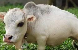 بالفيديو.. ما سر شهرة هذه البقرة في بنغلاديش؟