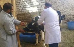 مدير الطب البيطري بمطروح: تطعيم 6609 رؤوس ماشية حتى الآن