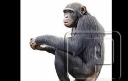 «ممكن تعض».. تحذيرات لسكان حدائق الأهرام من القرود الهاربة وخطة لضبطها بـ«مخدر بالموز»