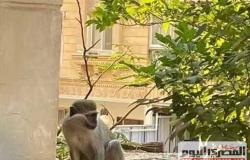 قرود حدائق الأهرام تظهر من جديد بجوار حضانة أطفال وتثير الرعب .. فيديو وصور