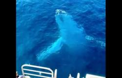 مشهد مخيف.. صدمة ركاب سفينة بعد رؤية حوت عملاق يراقبهم في المحيط (فيديو)