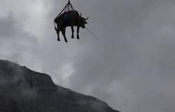 طارت الأبقار فوق جبال الألب.. وهذا سر الفيديو الغريب