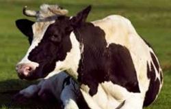 البرازيل توقف تصدير لحوم الأبقار إلى الصين بعد رصد حالتي إصابة بـ«جنون البقر»