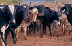 بسبب جنون البقر.. البرازيل تعلّق صادراتها من اللحوم إلى الصين