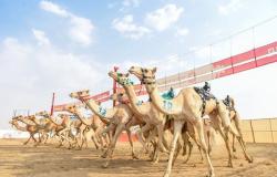 10 أعوام.. عمر المطايا في ميادين الهجن