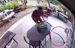 فيديو مخيف.. شاهد ما فعله رجل حين قفزت عليه أفعى شرسة
