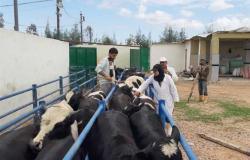 «بيطرى الإسكندرية»: تحصين 44 ألف رأس ماشية وطائر ضد الحمى القلاعية والنيموباك والأنفلونزا