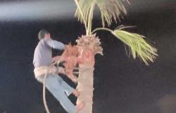 تهذيب أشجار النخيل في الفتره المسائية بمدينة مصيف بلطيم