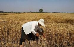 تُهدر مليون طن من القمح ..نقيب الفلاحين يحذر من الزراعة ب"التقاوى المكسورة"