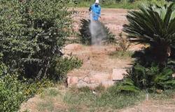 «زراعة الإسكندرية» تواجه السوسة الحمراء بحدائق أنطونيادس.. وتعاين 6 قطع فضاء لمكافحة النمل الأبيض (صور)