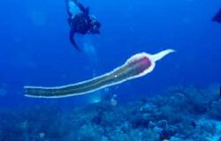 مدير معهد علوم البحار: ٩٥ % من كائنات أعماق البحر الأحمر لا يُعلم عنها شيئًا