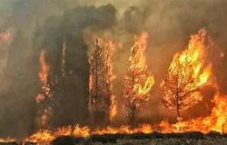 سوريا تعدم 24 شخصاً أدينوا بإشعال حرائق غابات