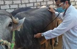 قافلة بيطرية تعالج 330 رأسًا من الحيوانات بقرية «الشيخ مكرم» بسوهاج