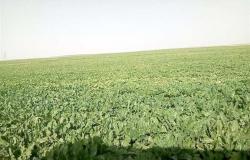 البحوث الزراعية بالعريش تؤكد نجاح زراعة بنجر العلف تحت ظروف شمال سيناء