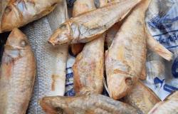 التحفظ أسماك مجهولة قبل ترويجها بأسواق الإسكندرية